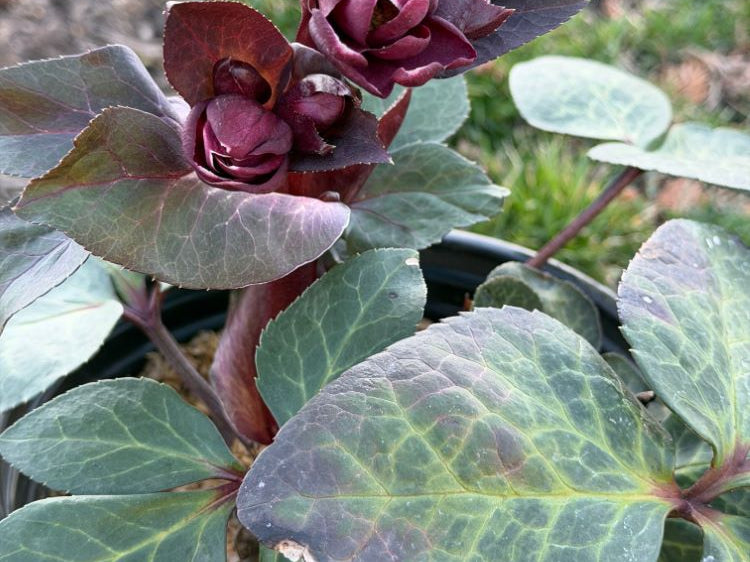 Frostkiss® Vibey Velvet Lenten Rose (Helleborus vibey 'Velvet') - 1 gallon