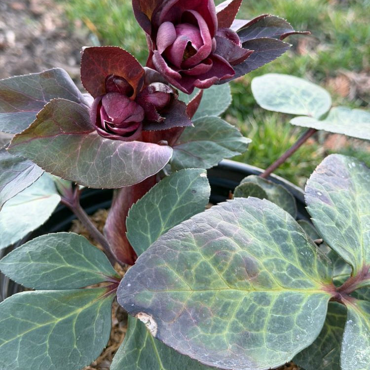 Frostkiss® Vibey Velvet Lenten Rose (Helleborus vibey 'Velvet') - 1 gallon