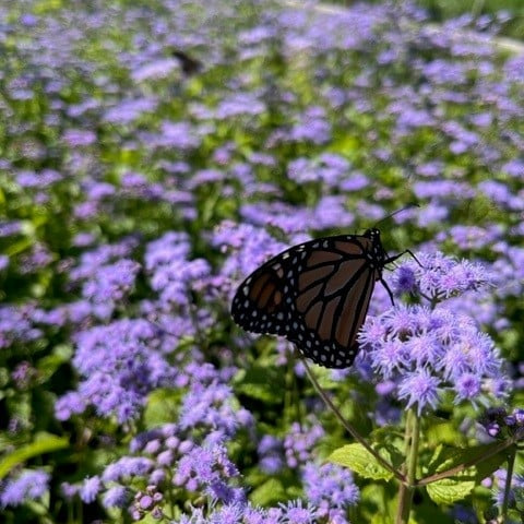 Blue Mistflower (Eupatorium coelestinum) - 1 gallon