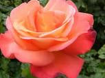 Orange Glow™ Knock Out® (Rosa K.O 'Orange Glow') - 3 gallon