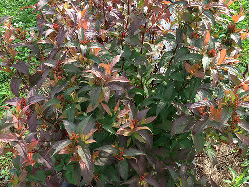 Kodiak® Red Diervilla (Diervilla sessilifolia 'Kodiak Red') - 3 gallon 12"