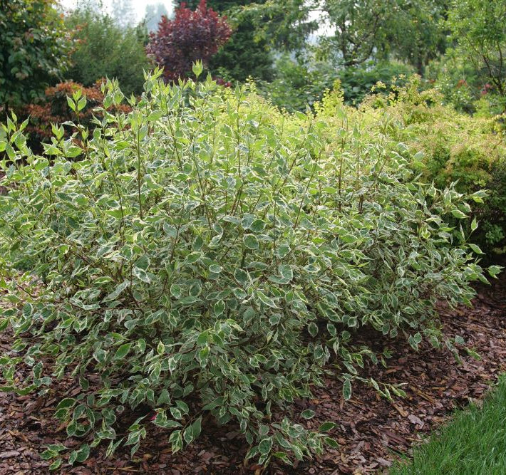 SGT. PEPPER® Tatarian dogwood (Cornus alba 'Verpaalen2' Sgt. Pepper) - 3 gallon