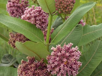 Common Milkweed (Asclepias syriaca) - 1 gallon
