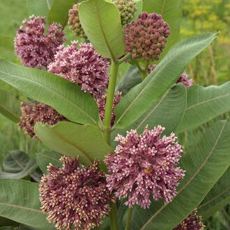 Common Milkweed (Asclepias syriaca) - 1 gallon