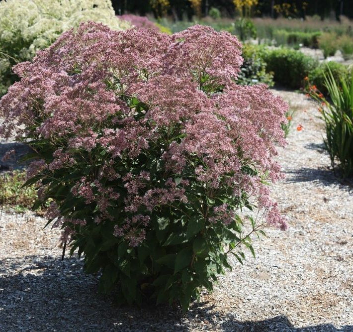 Rosie Josie™ Joe-Pye (Eupatorium x 'Rosie Josie') - 2 gallon