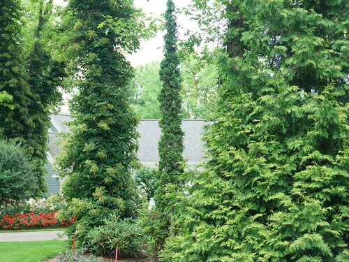 Sting® Arborvitae (Thuja occidentalis 'Sting') - 3 gallon
