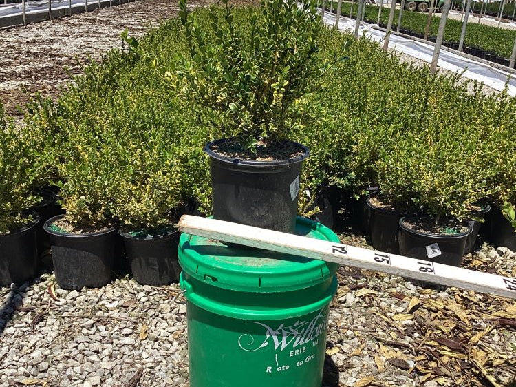 Gold Gem Variegated Boxwood (Buxus 'Gold Gem') - 1 gallon 8"