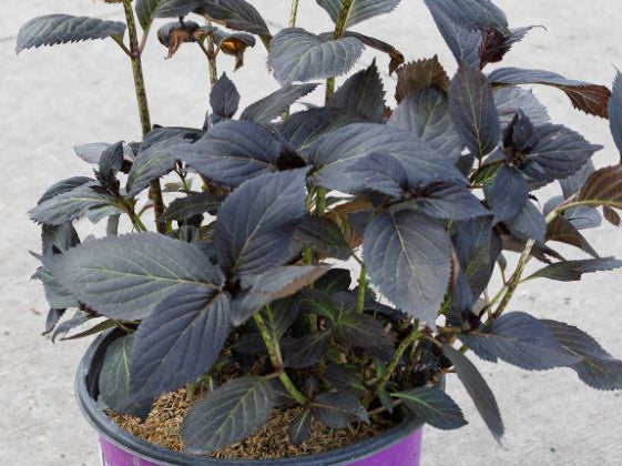Eclipse® Bigleaf Hydrangea (Hydrangea macrophylla 'Eclipse') - 2 gallon