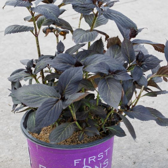 Eclipse® Bigleaf Hydrangea (Hydrangea macrophylla 'Eclipse') - 2 gallon