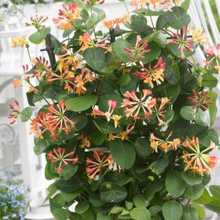 CORAL STAR™ HONEYSUCKLE (Lonicera x 'Celestial') - 3 gallon TRELLIS