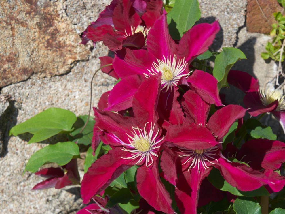 Elpis™ Clematis (Clematis elpis) - 1 gallon