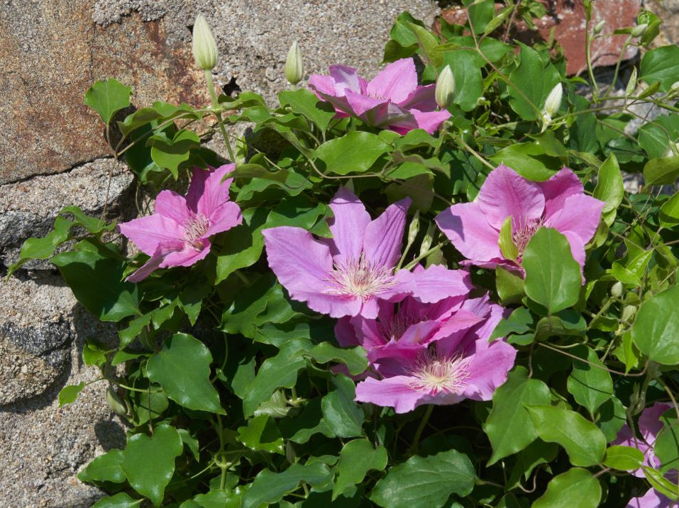 Bridgewater™ Clematis (Clematis bridgewater) - 1 gallon