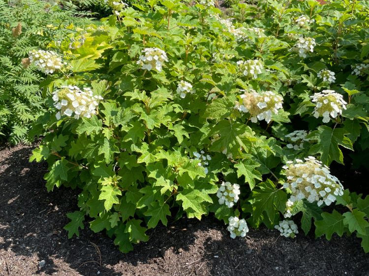 Toy Soldier™ Oakleaf Hydrangea (Hydrangea 'Q Toy Soldier') - 3 gallon