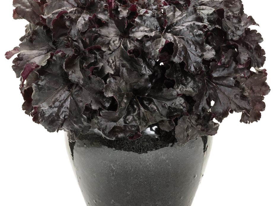 Dressed Up® 'Evening Gown' Coral Bells (Heuchera 'Hybrid Evening Gown') - 1 gallon