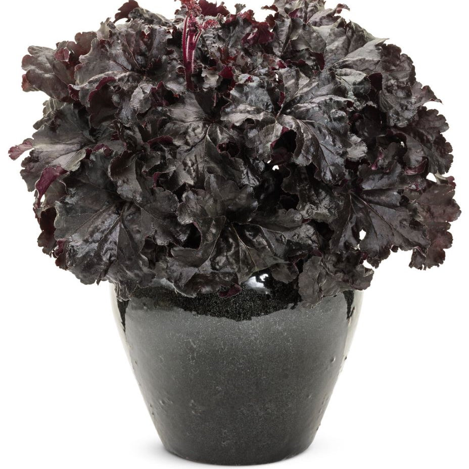 Dressed Up® 'Evening Gown' Coral Bells (Heuchera 'Hybrid Evening Gown') - 1 gallon