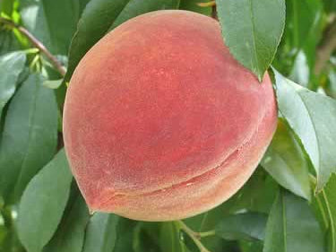 Elberta Peach (Prunus persica 'Elberta') - 5 gallon 60"