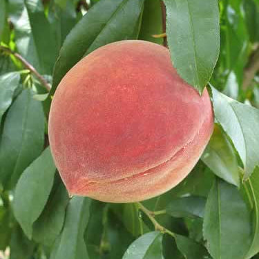Elberta Peach (Prunus persica 'Elberta') - 5 gallon 60"