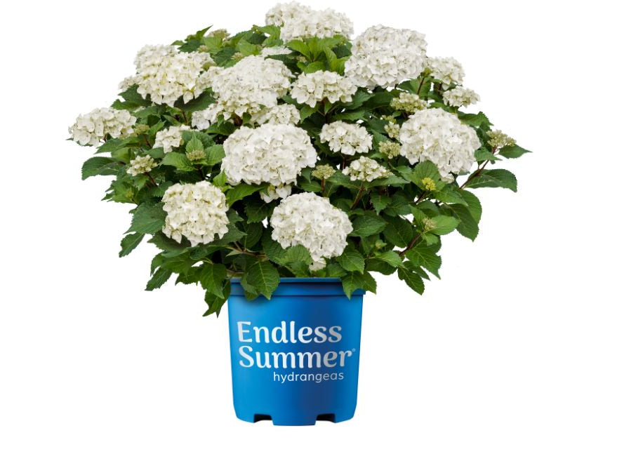 Endless Summer® Dreamcloud® Bigleaf Hydrangea (Hydrangea macrophylla Endless Summer Dreamcloud ('Bailmaceight')) - 2 gallon