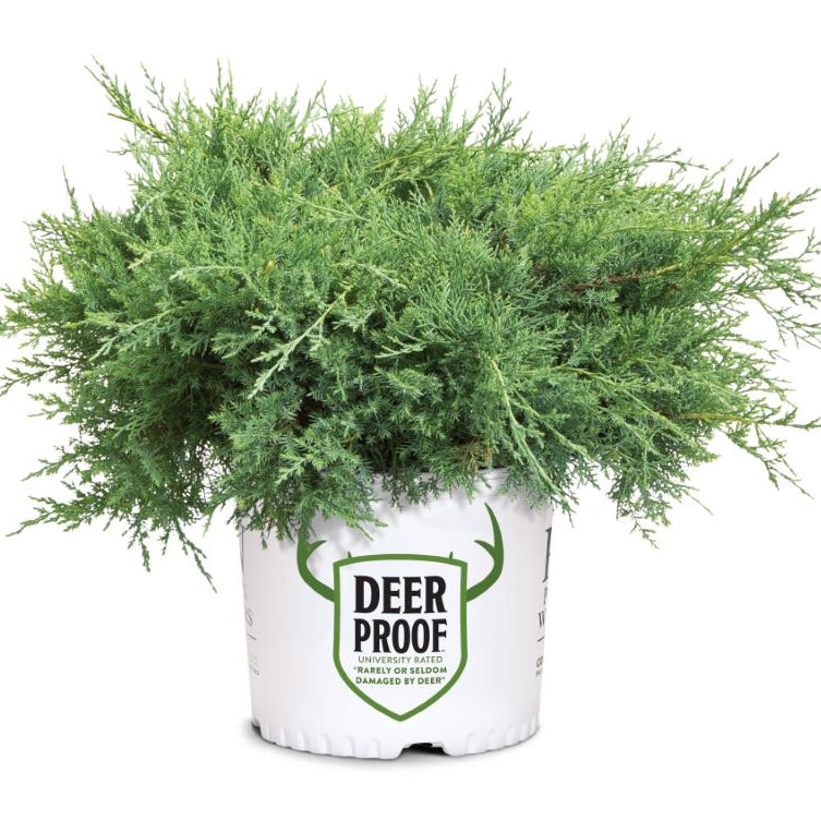 Montana Moss® Juniper (Juniper chinensis Montana Moss) - 3 gallon 15"