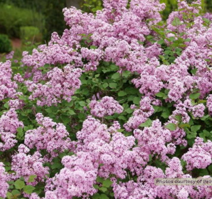 Bloomerang Purpink® Reblooming Lilac (Syringa x pubescens Bloomerang Purpink®) - 3 gallon 15"