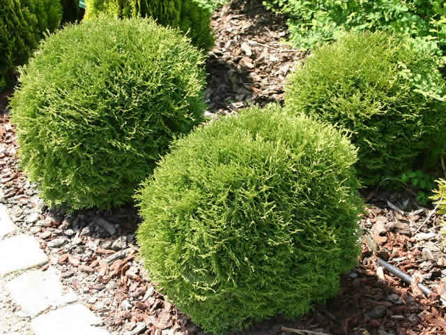 Danica Arborvitae (Thuja occidentalis 'Danica') - 3 gallon 12"