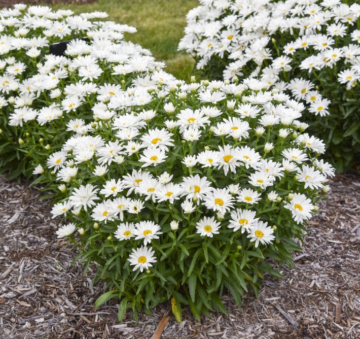Dream Big Shasta Daisy (Leucanthemum x 'S Dream Big') - 1 gallon
