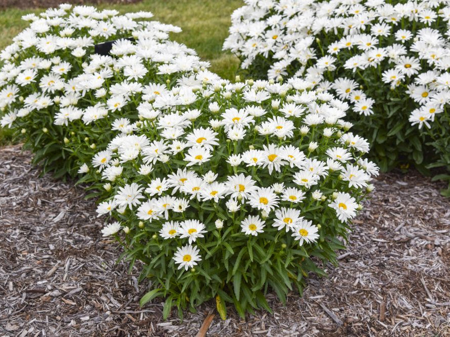 Dream Big Shasta Daisy (Leucanthemum x 'S Dream Big') - 1 gallon