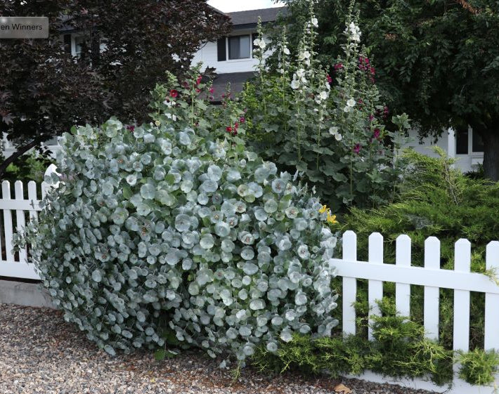 Kintzley's Ghost® Honeysuckle (Lonicera reticulata Kintzley's Ghost) - 3 gallon