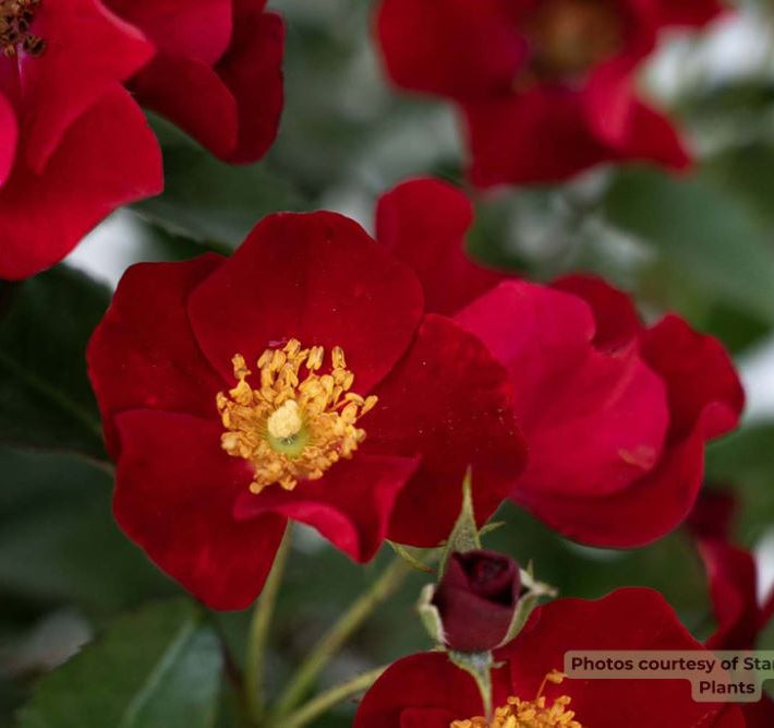 Scarlet Drift® rose (Rosa Scarlet Drift® ('Meidelvega')) - 2 gallon