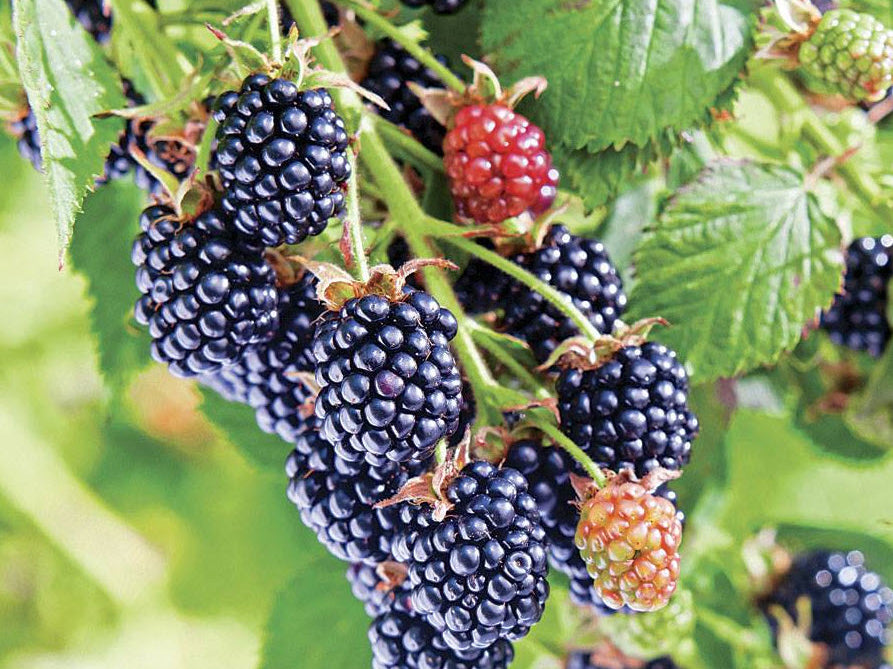 Chester Blackberry (Rubus fruticosus 'Chester') - 1 gallon 12"
