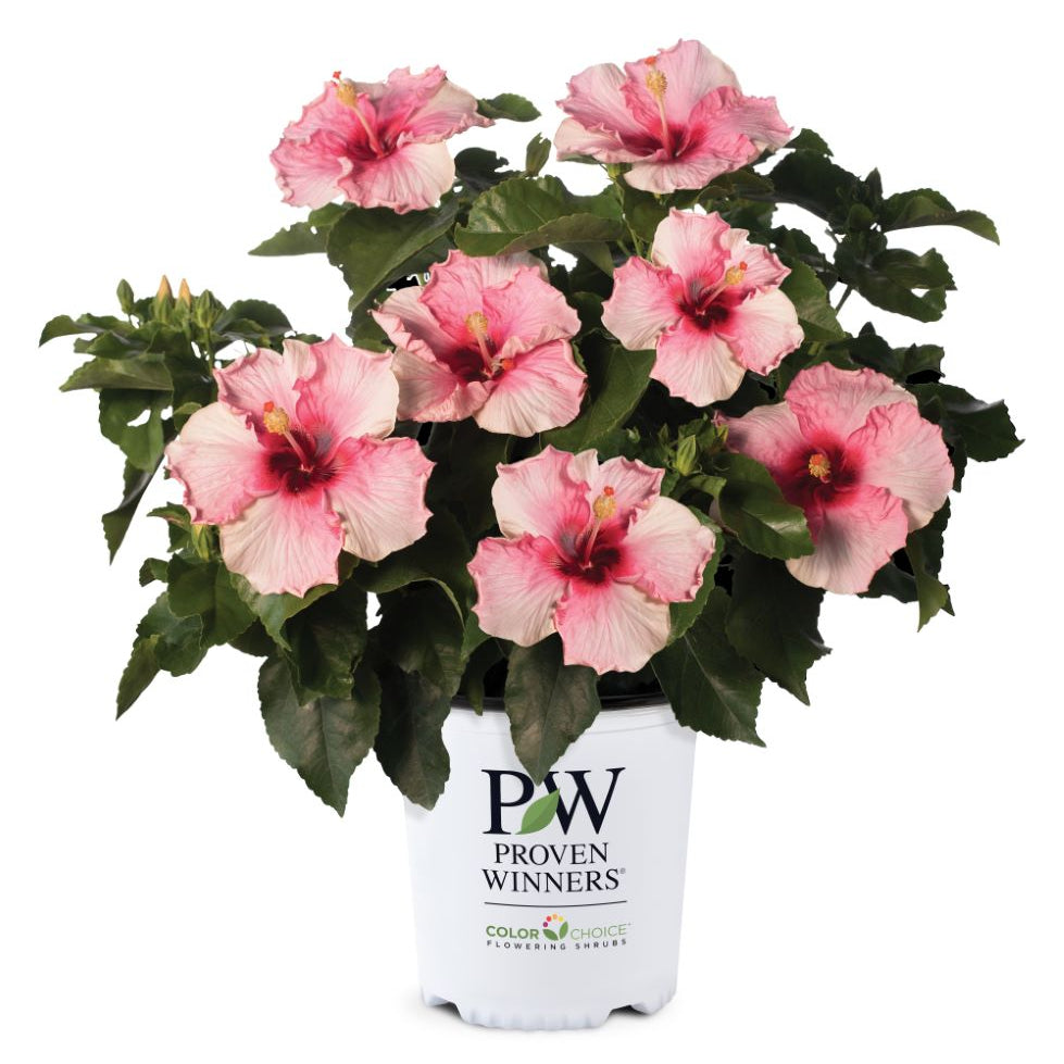 Hollywood Hibiscus™ Bloom Bash™ (Hibiscus rosa-sinensis Bloom Bash™ (AH-64)) - 2 gallon