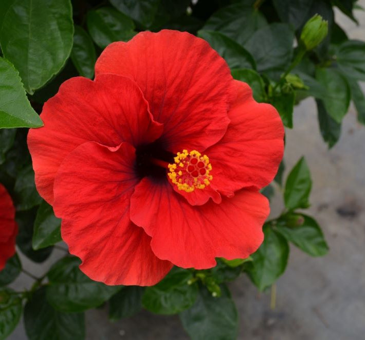 Hollywood Hibiscus™ Hot Shot™ (Hibiscus rosa-sinensis Hot Shot™) - 2 gallon
