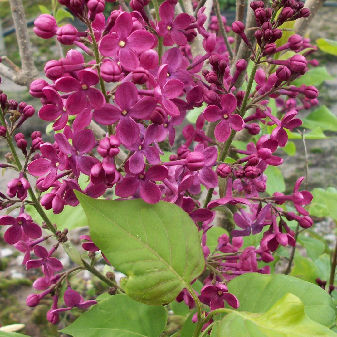 Declaration Lilac (Syringa x hyacinthiflora 'Declaration') - 1 gallon