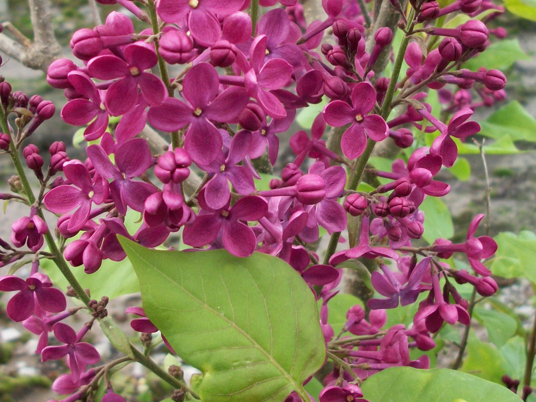 Declaration Lilac (Syringa x hyacinthiflora 'Declaration') - 1 gallon