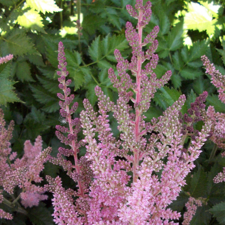 Vision In Pink Astilbe (Astilbe chinensis 'Visions in Pink') - QT