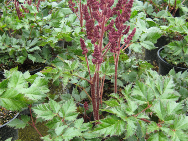Vision In Red Astilbe (Astilbe chinensis 'Visions in Red') - QT