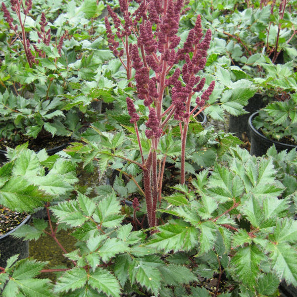 Vision In Red Astilbe (Astilbe chinensis 'Visions in Red') - QT