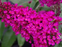 Buzz® Hot Raspberry Butterfly Bush (Buddleia 'Buzz Hot Raspberry') - QT