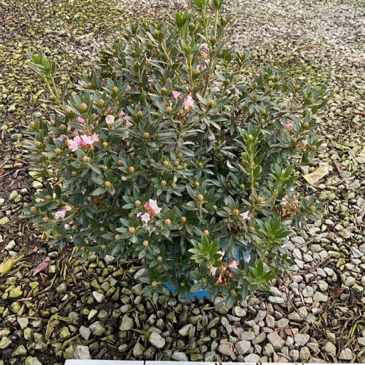 Bloombux® Blush Rhododendron (Rhododendron hirsutum x micrantha Bloombux Blush ‘Microhirs3’) - 3 gallon