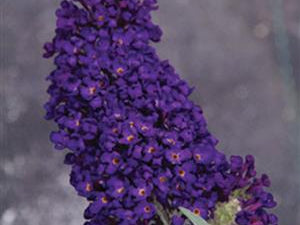 Buzz® Midnight Butterfly Bush (Buddleia 'Buzz Midnight') - QT