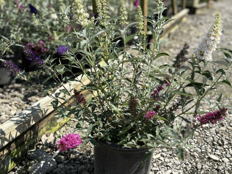 Buddleia Perfecta Trifecta (Buddleia davidii BUZZ series ‘Sky Blue’, ‘Hot Raspberry’, “ivory’) - QT