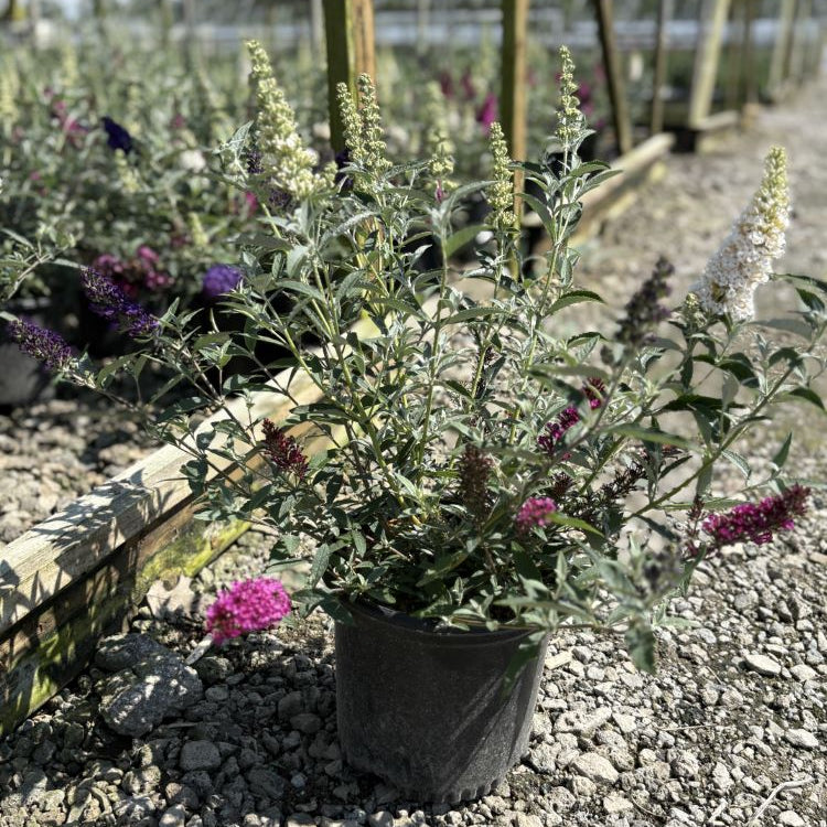 Buddleia Perfecta Trifecta (Buddleia davidii BUZZ series ‘Sky Blue’, ‘Hot Raspberry’, “ivory’) - QT