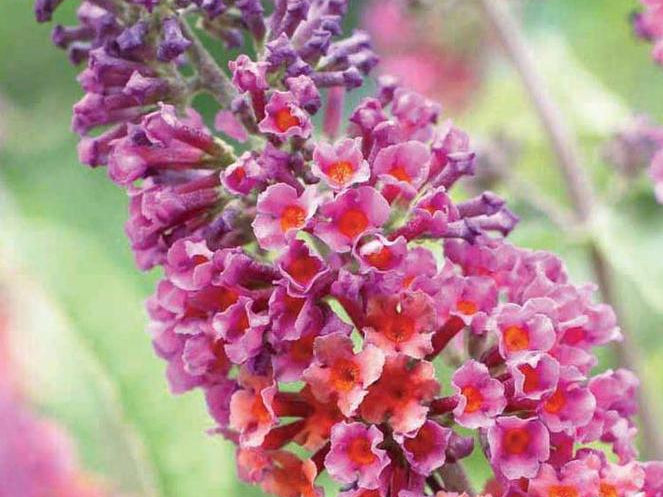 Weyeriana Bicolor Butterfly Bush (Buddleia x weyeriana 'Bicolor') - QT