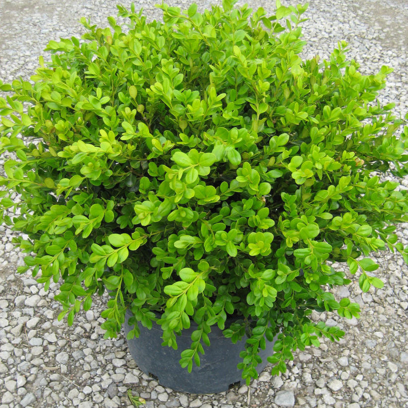Winter Gem Boxwood (Buxus microphylla 'Winter Gem') - QT