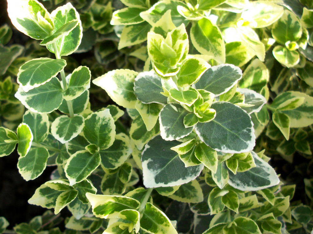 Emerald Gaiety™ Euonymus (Euonymus fortunei 'Emerald Gaiety') - QT