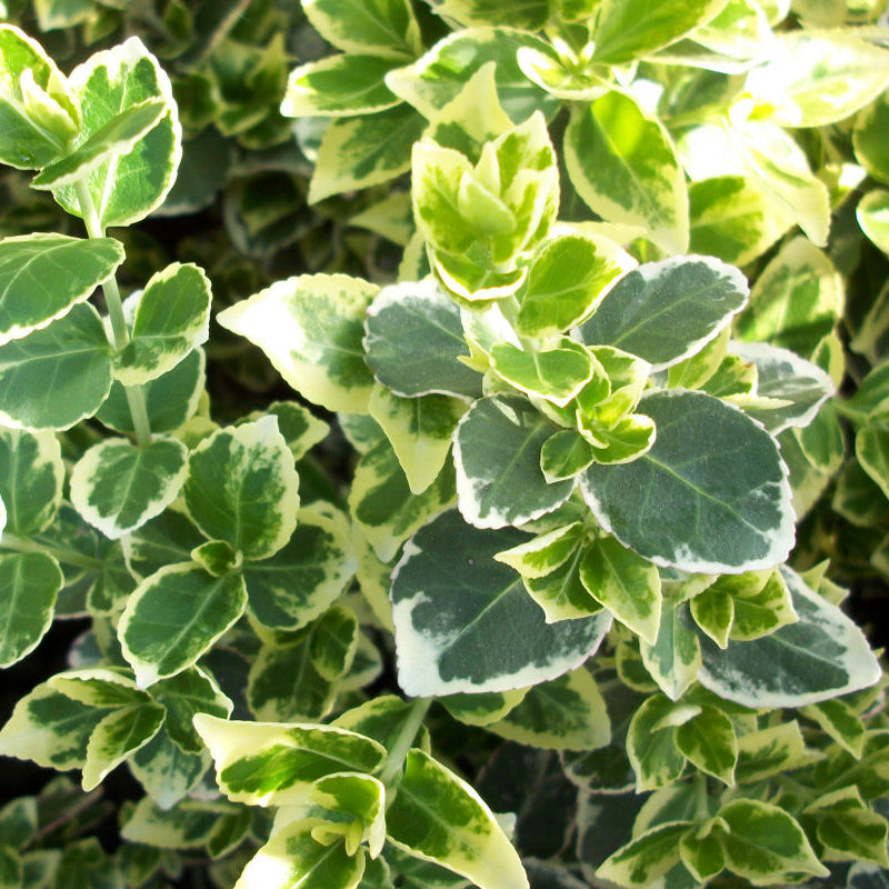 Emerald Gaiety™ Euonymus (Euonymus fortunei 'Emerald Gaiety') - QT
