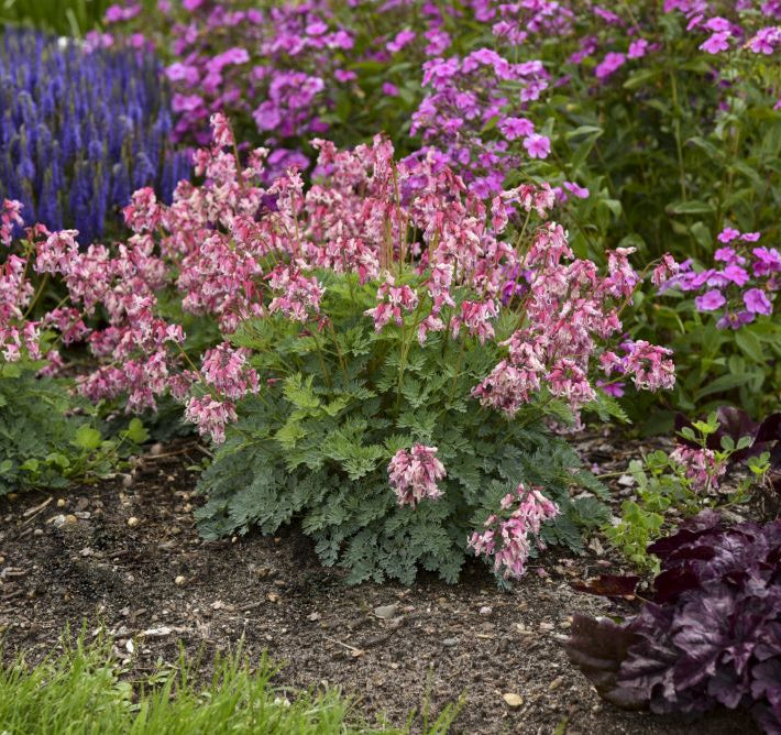 SUN JEWELS™ ‘Pink Diamonds’ Bleeding Heart (Dicentra 'Pink Diamonds') - 1 gallon