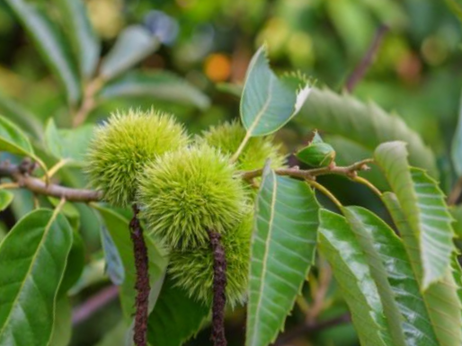 Chinese Chestnut (Castanea chinese 'Chestnut') - 3 gallon 48"
