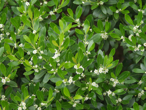 Compact Japanese Holly (Ilex crenata 'Compacta') - QT