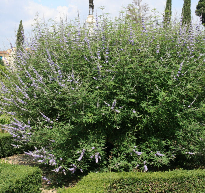 Chastetree/ Monk's Pepper (Vitex agnus castus 'Agnus-Castus') - QT